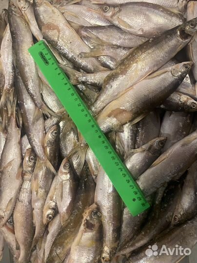 Рыба: ряпушка