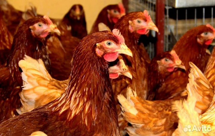 Куры несушки