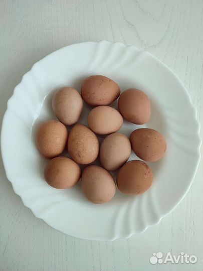 Инкубационное яйцо цесарки