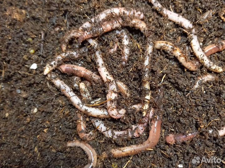 Червь Дендробена Венетта