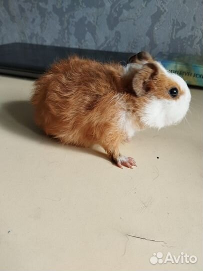 Морские свинки