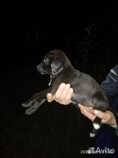 Щенки в добрые руки