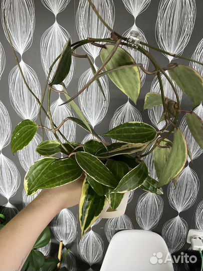 Редкие хойи