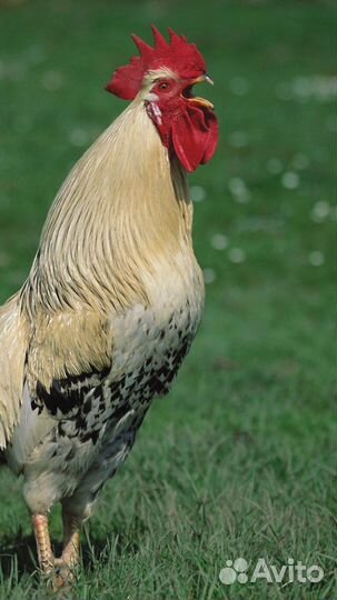 Петух