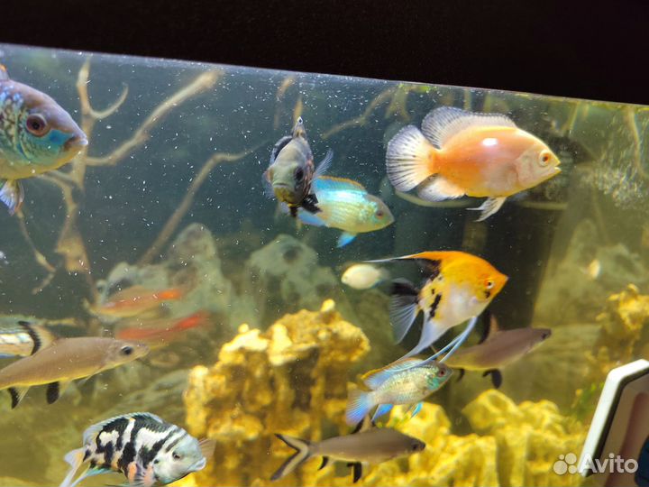 Астронотус