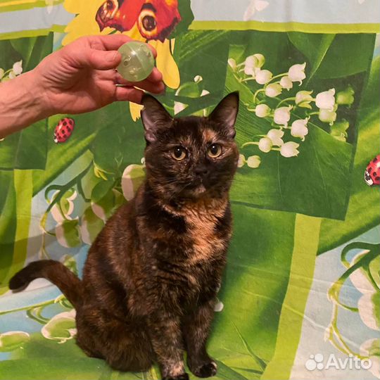 Шикарная кошечка