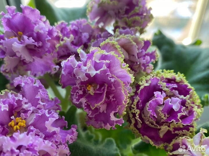 Фиалка тд Фея