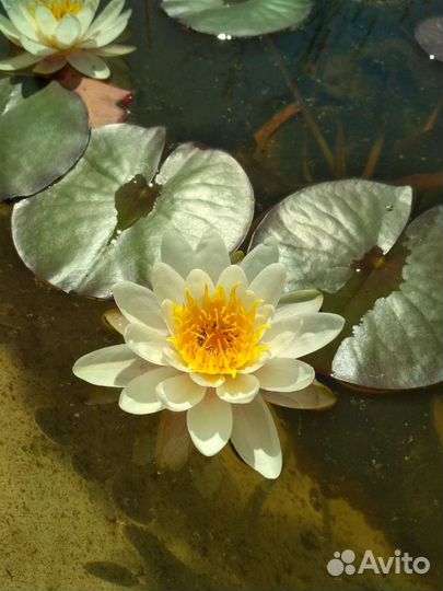 Нимфея белая (лилия, кувшинка) для пруда