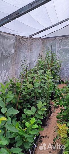 Плодовые деревья зкс