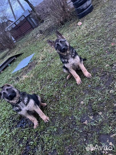 Немецкая овчарка