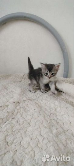 Сибирский котенок