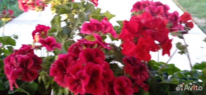 Продам цветы комнатные