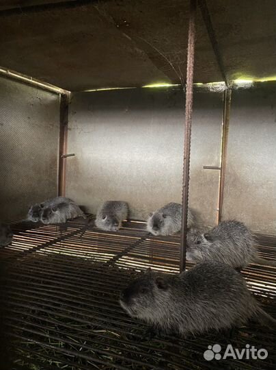 Нутрии на племя серебро