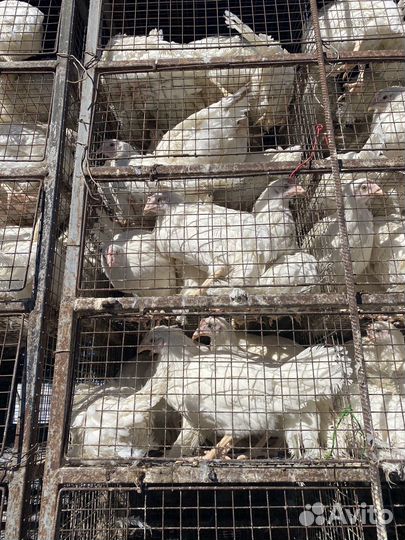 Куры молодки несушки продажа оптом