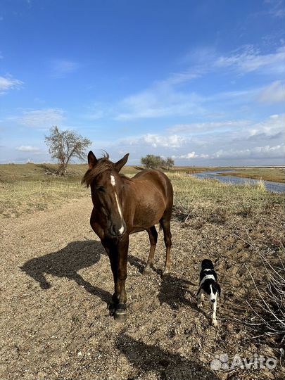 Лошадь жеребец