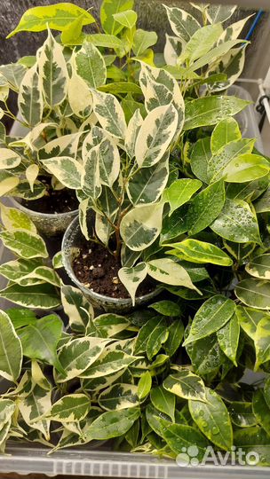 Фикус бенджамина пестролистный