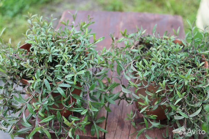 Гвоздика многолетняя