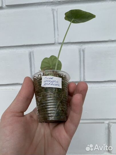 Алоказия шкура дракона