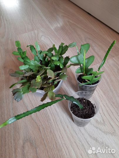 Кактусы, суккуленты