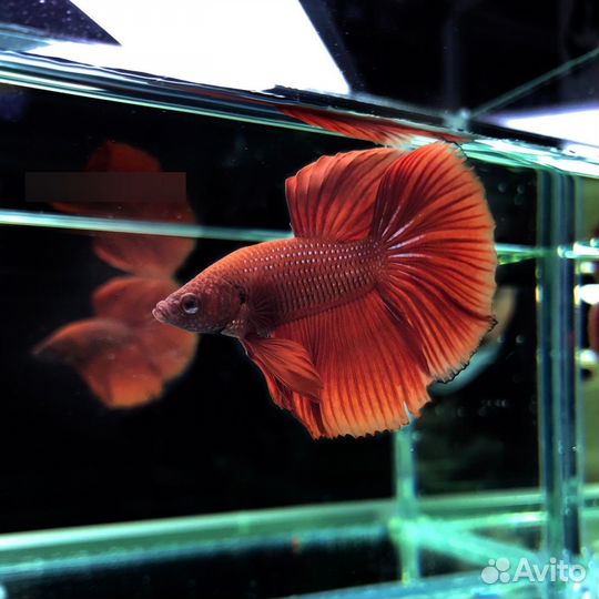 Рыбка Петушок Супердельта