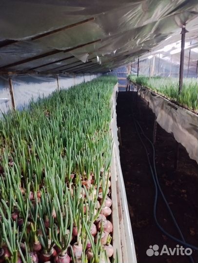 Лук перо, лук зелень