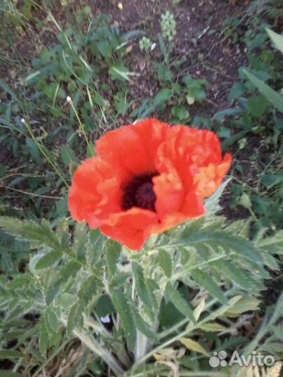 Мак садовый крупноцветный оранжевый