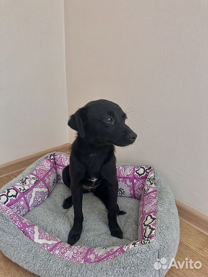 Передержка собак в домашних условиях