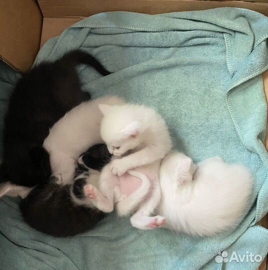 Котята в добрые руки