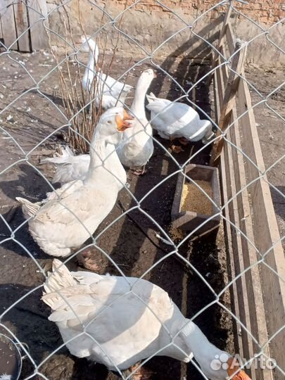 Гуси холмогоры