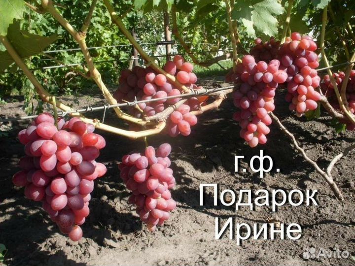 Саженцы винограда