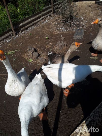 Гуси. Белые самцы порода Линда