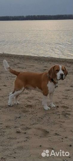 Бигль вязка