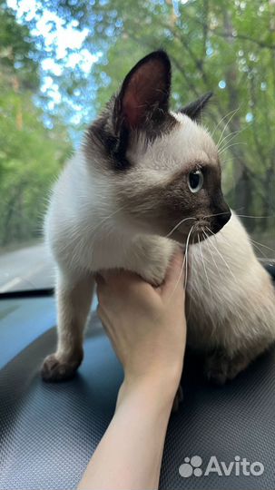 Девочка в добрые руки