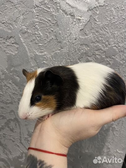 Морские свинки девочки