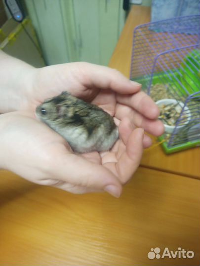 Джунгарский хомяк