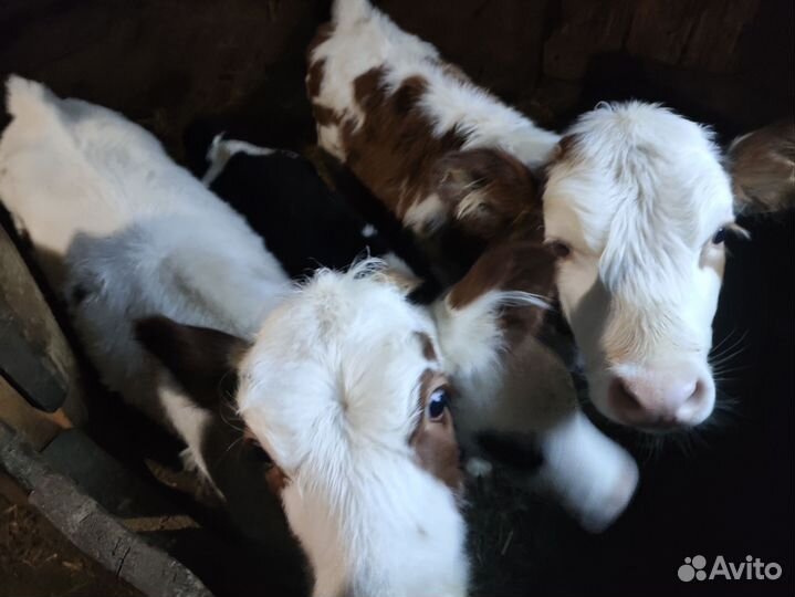 Телята бычки 10-15 дней
