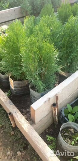 Декоративные и хвойные растения