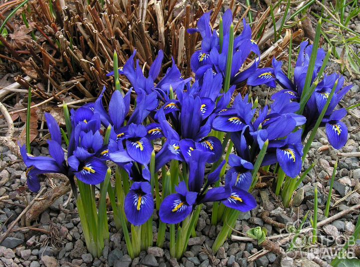 Ирисы, птицемлечник, мускари махровые голубые