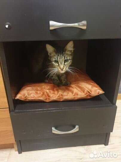 Нужен дом или передержка