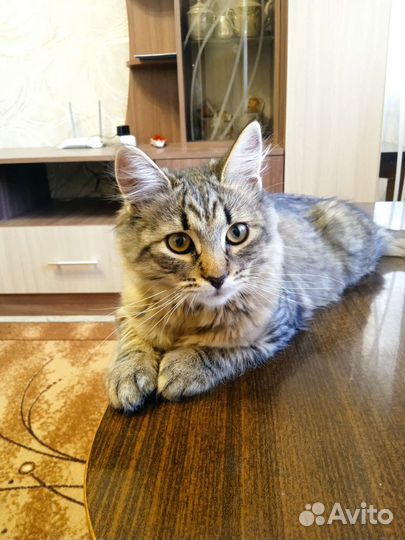 Кот мальчик