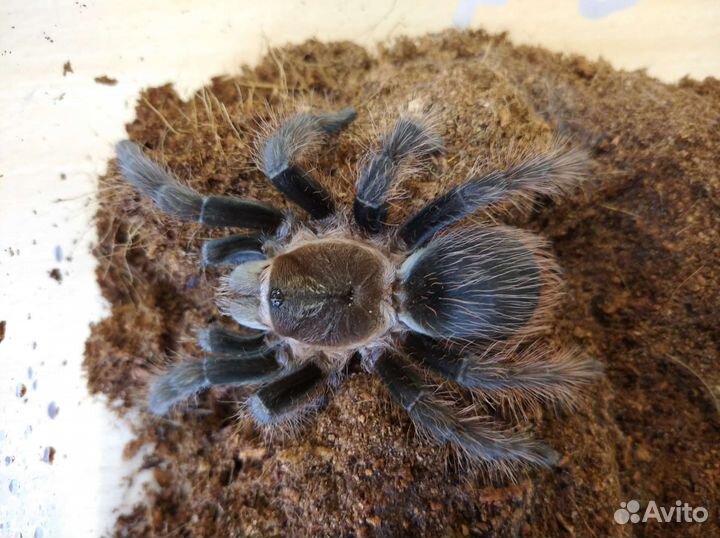 Пауки птицееды