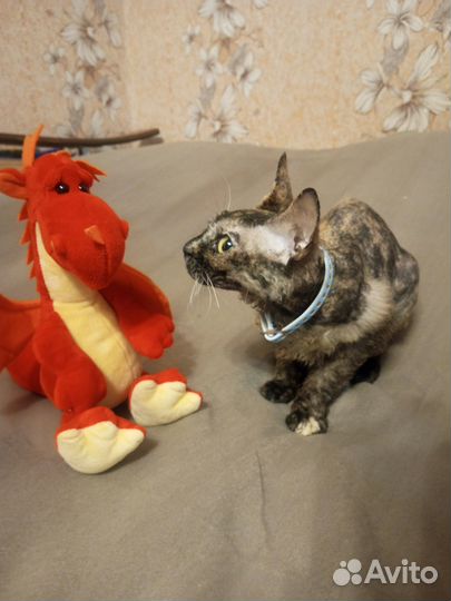 Сфинкс бесплатно