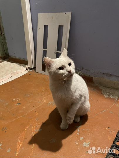 Кошка в добрые руки