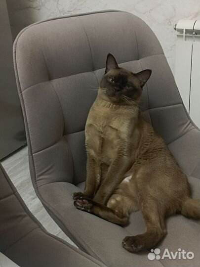 Вязка бурманский кот