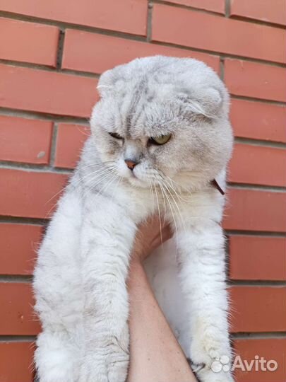 Шотландец кот на вязку вислоухий
