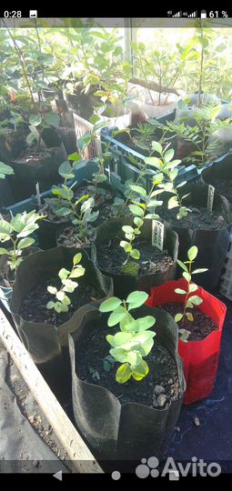 Контейнеры для рассады саженцев деревьев