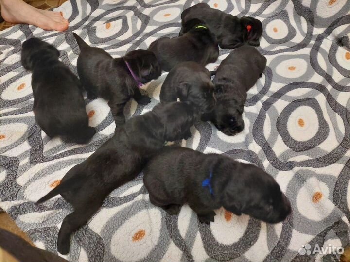 Щенки лабрадора