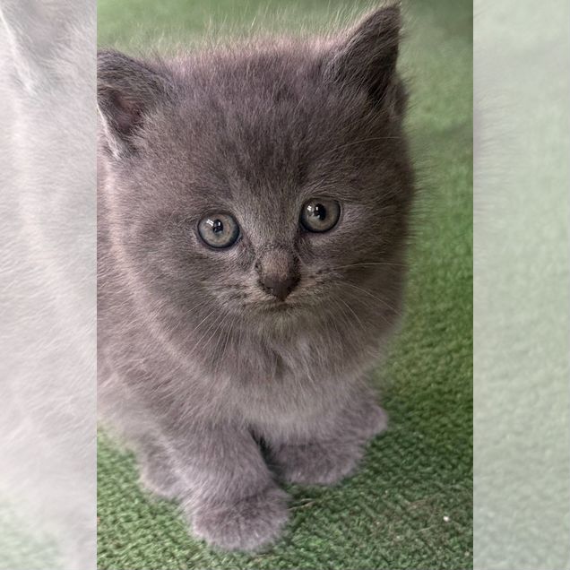 Британский короткошёрстный котёнок