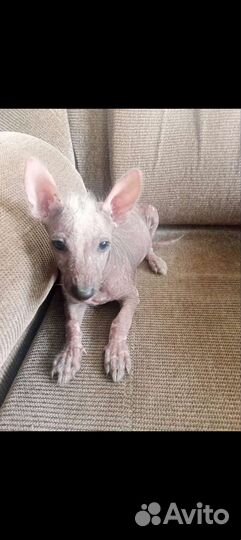 Собака китайский хохлатый