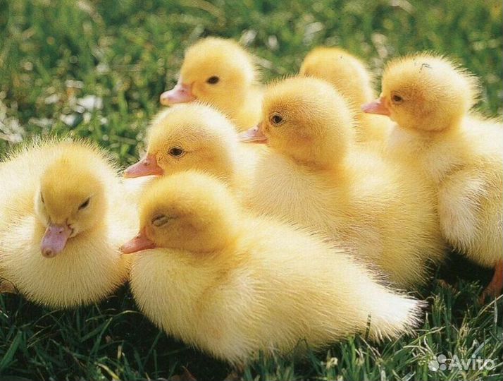 Утята фаворит, ст5, sk6